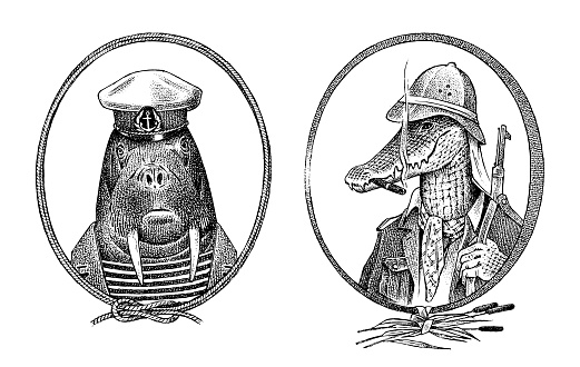 Animal character. Walrus sailor and crocodile safari hunter or alligator. Hand drawn marine portrait. Engraved old monochrome sketch for card, label or tattoo. Creature in hipster style