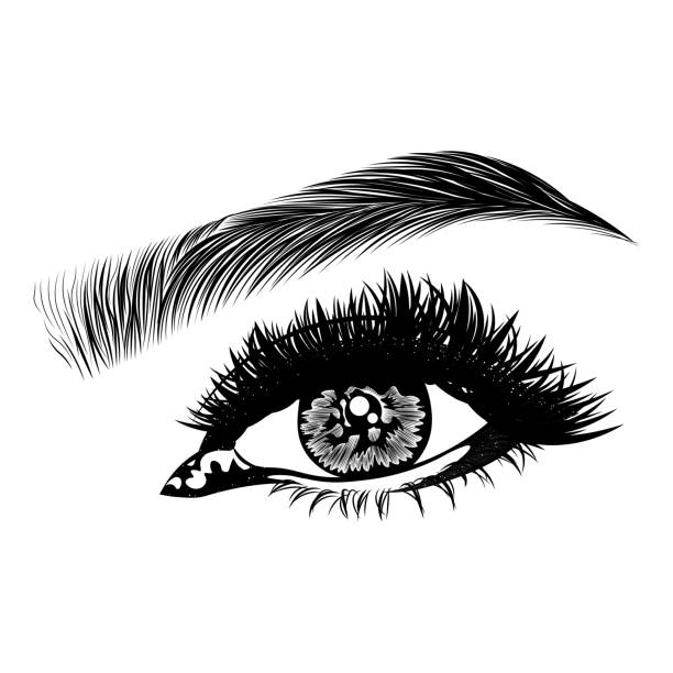Illustration with woman's eye, eyelashes and eyebrow. Illustration with woman's eye, eyelashes and eyebrow. Makeup Look. Tattoo design. Logo for brow bar or lash salon. eyeliner brush stock illustrations