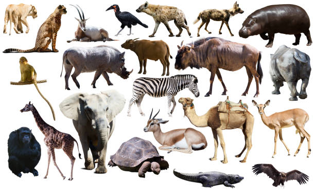 istock Collage with African mammals and birds 1205227933