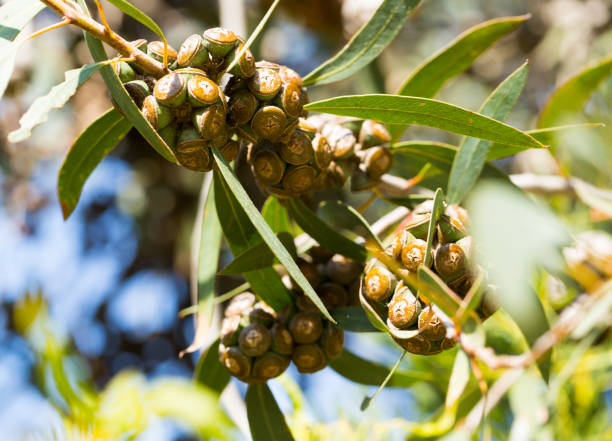 istock Eucalypt woody fruits on twigs 1205227941