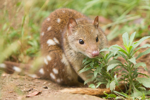 Close up of the Spotted or Tiger Quoll Close up image showing the patterns and colors of the spotted or tiger quoll. These mammals are found in Australia. spotted quoll stock pictures, royalty-free photos & images