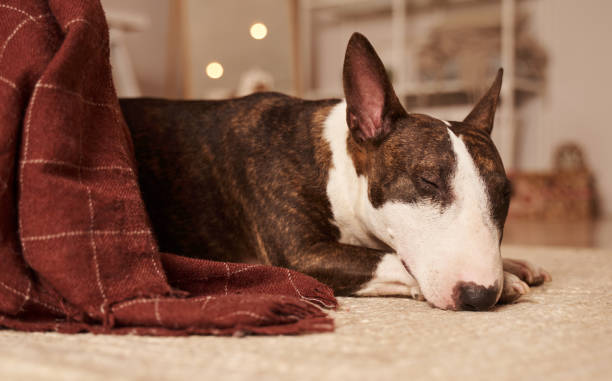 istock bull Terrier lying home on carpet near bed sleeps 1205228876