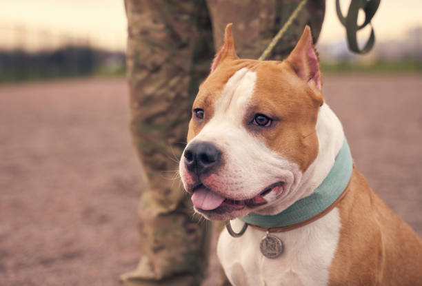 istock Fighting Terrier brown ginger color short hair 1205229886