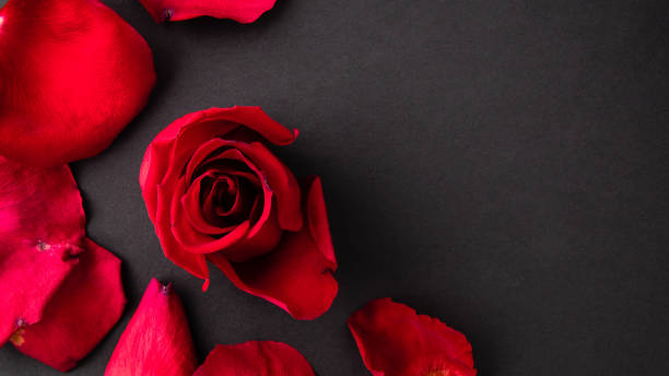 istock Red rose petals on a black background with copy space 1205230092