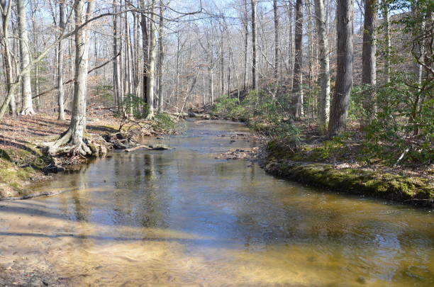 istock river or stream in forest or woods with trees 1205230360