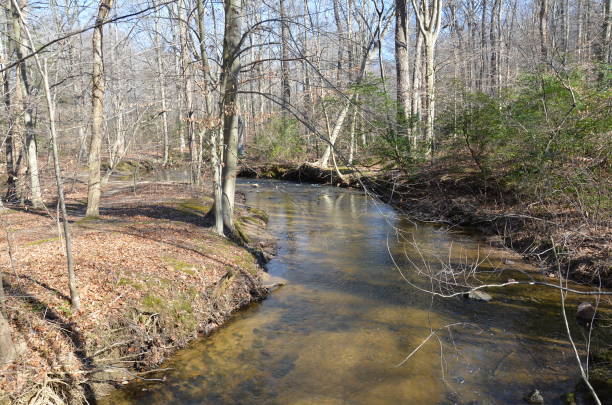 istock river or stream in forest or woods with trees 1205230373