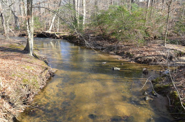 istock river or stream in forest or woods with trees 1205230381