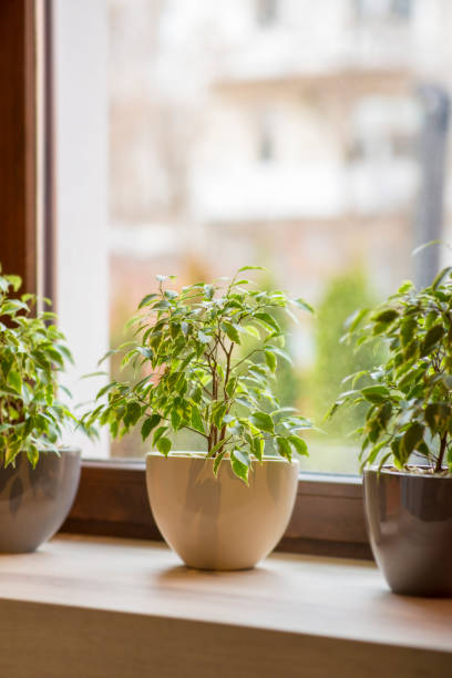 istock Windowsill with living green plants over blurred street view 1205230606