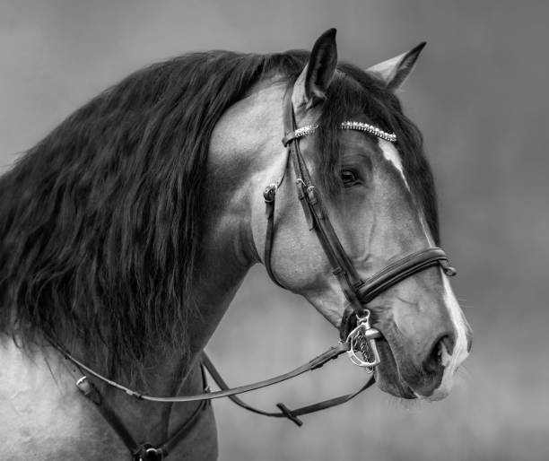 istock Spanish horse with long mane and forelock in bridle. 1205230781