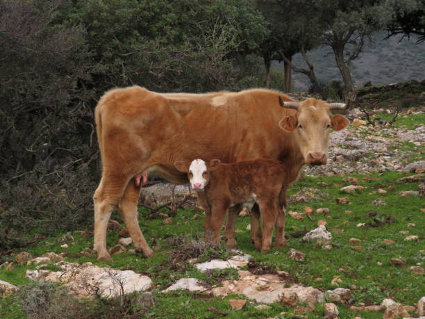istock cow mother and her baby looking at the same direction 1205230871