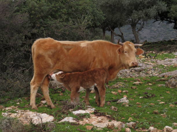 istock cow baby drinks mild from his mother, outdoor 1205230939