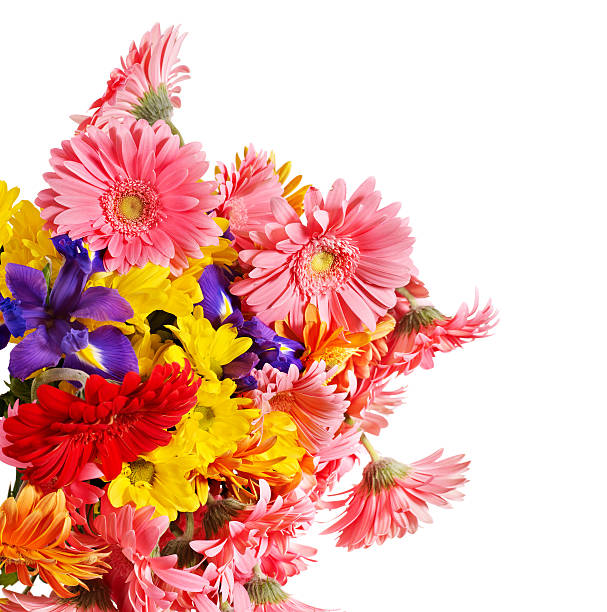 istock Group of gerbera flower head 120523186