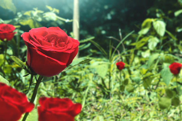 Red rose flower on the field with sunlight background