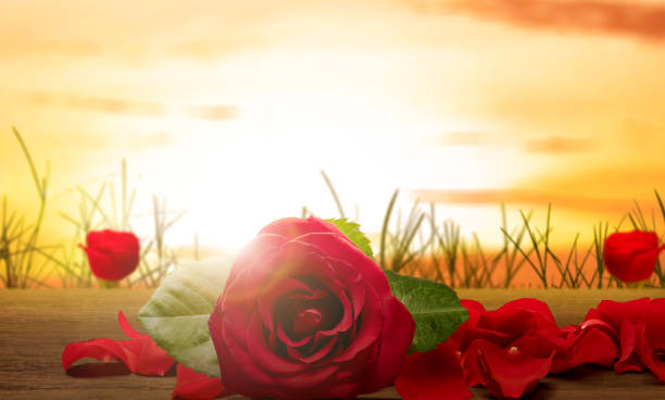 Red roses and rose petals on a wooden table. Valentines day