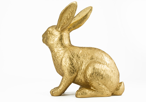 gold bunny rabbit in white  background