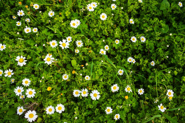 Beautiful Scenery Of Daisy Flower Meadow In Spring Season. Top View Of Green Grass Background Or Texture
