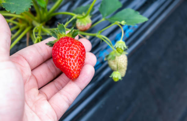 The fresh strawberry on the male hand from the local organic farm in  Mashiko, Haga District, Tochigi Prefecture, Japan stock photo