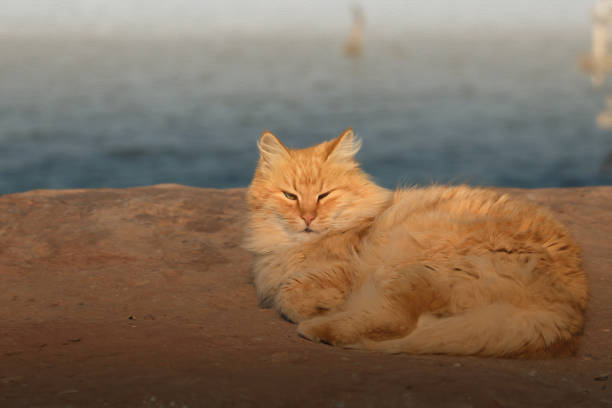istock A big yellow cat on the rock at the seaside 1205235281