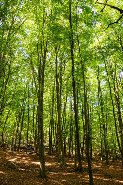 istock Beautiful Green Wood With Many Trees. Sunny Spring Or Summer Time 1205235402