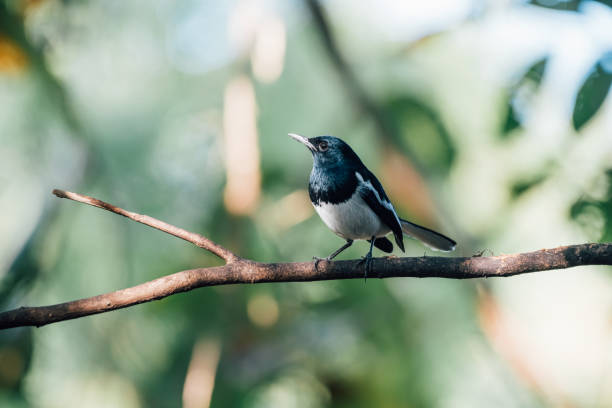 istock Bird (Oriental magpie-robin) in a nature wild 1205235422