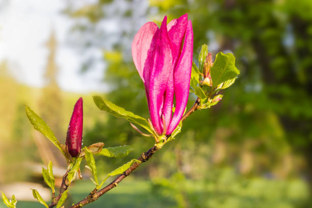 flower of purple magnolia on branch on a blurred background - focus on foreground magnolia branch blooming imagens e fotografias de stock