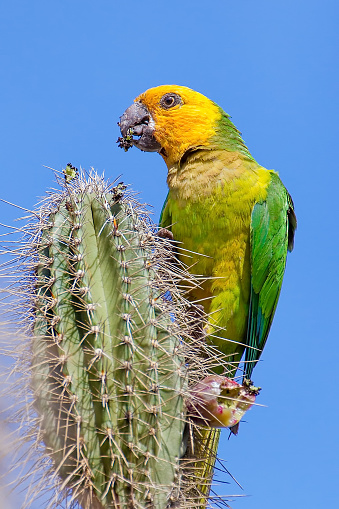 Yellow-shouldered Amazon Parrot eating flower bud of cactus with blue sky. During my vacation on the beautiful tropical island Bonaire I took the photo of this animal. The green with yellow animal was looking at the photo camera on this sunny day in summer season.