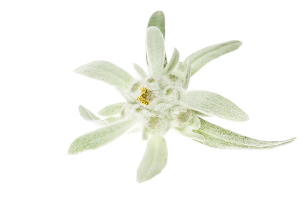 istock edelweiss isolated on the white background 120523687
