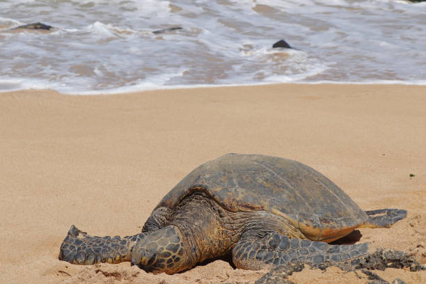 ハワイのビーチでウミガメ - turtle green sea turtle silhouette sea ストックフォトと画像