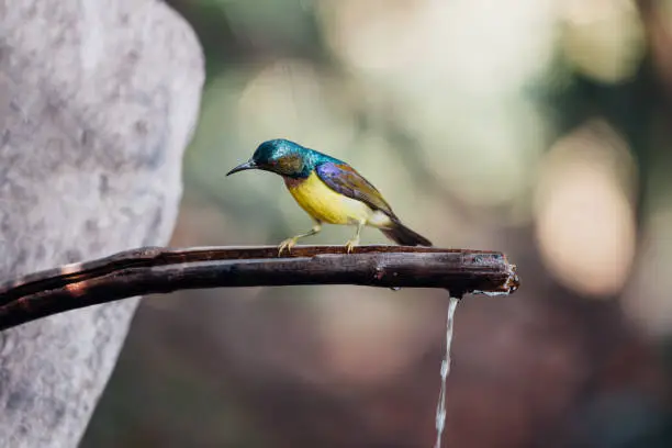 Bird (Brown-throated sunbird, Plain-throated sunbird) male has iridescent green and purple upperparts with chestnut on wing-coverts and scapulars primarily yellow perched on tree in the nature wild