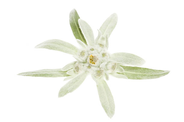 istock edelweiss isolated on the white background 120523763