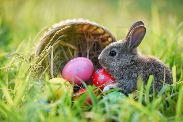 istock Easter bunny basket with brown rabbit and easter eggs colorful on meadow on spring green grass background outdoor decorated for festival easter day - rabbit cute on nature 1205237866