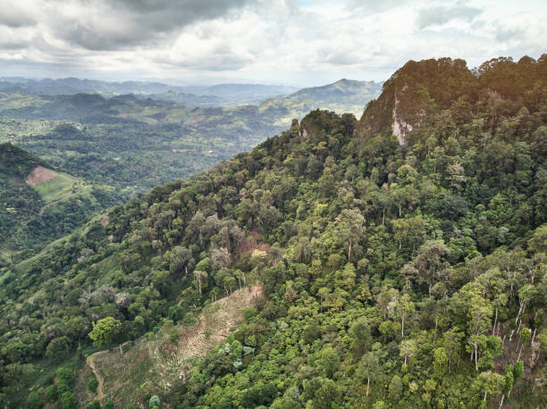 istock Arabica coffee grow on high mountain 1205239325