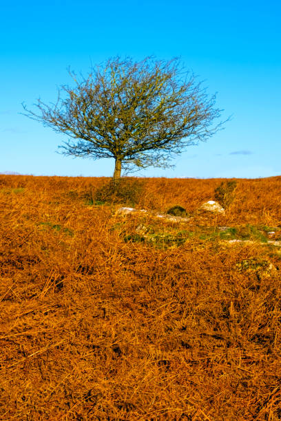 bracken et lone bare tree - bare tree tree single object loneliness photos et images de collection