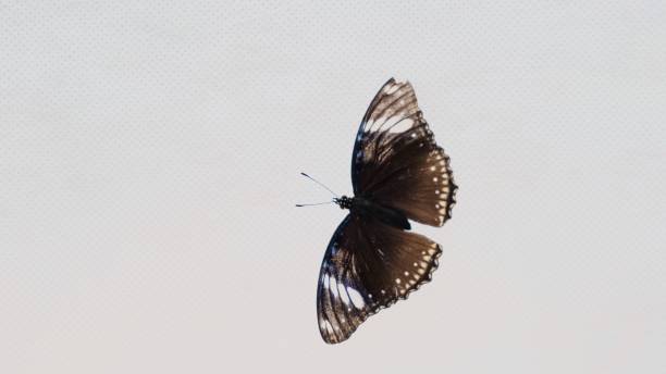 istock Beautiful brown black butterfly on a white background, close-up. Copy space 1205243288