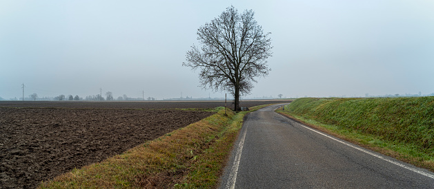 Foggy winter panorama of the countryside region of Lomellina (between Lombardy and Piedmont, Northern Italy), famous for its rice cultivations.
