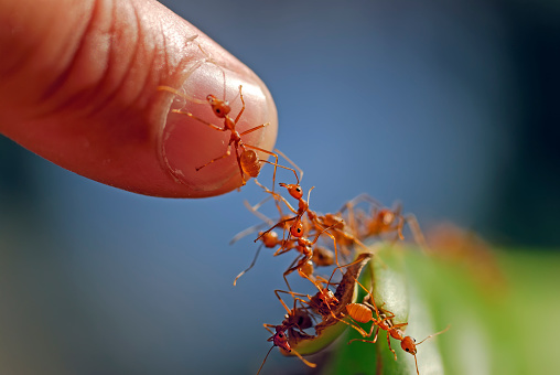 ants climb to a human finger