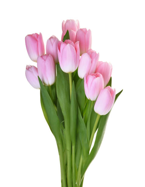 istock pink tulip flowers isolated without shadow clipping path 1205245050
