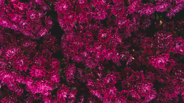 istock Spring forest close up flowers pink beautiful background 1205245164