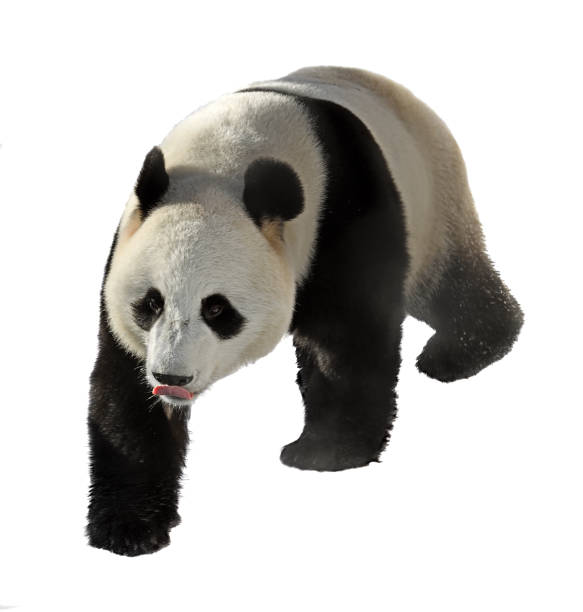 istock Giant panda with protruding tongue on white background 1205245482