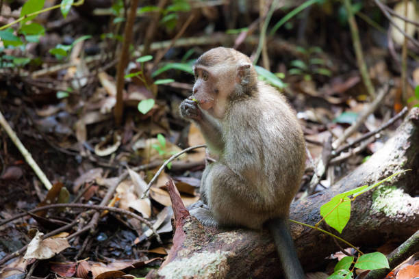 istock Wild long-tailed macaque in Bako national park forest 1205245506