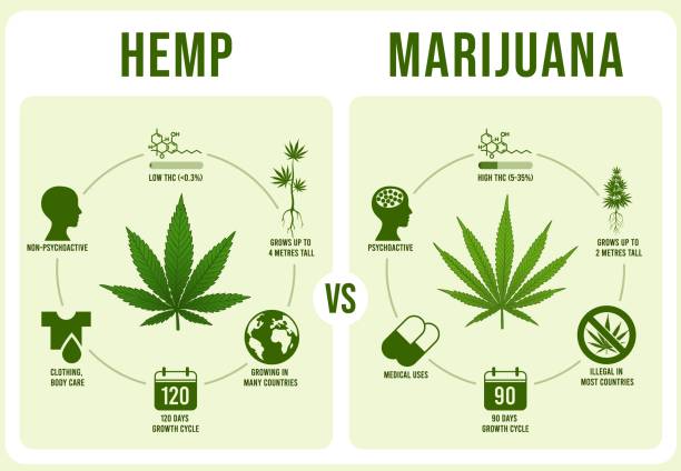 ilustraciones, imágenes clip art, dibujos animados e iconos de stock de infografías de cáñamo vs marihuana. hoja de cannabis, ilustración vectorial de thc baja y alta - hemp