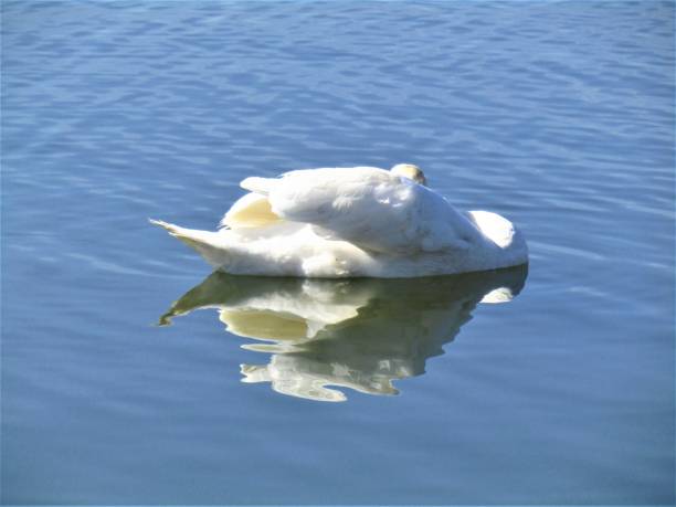 istock February. Japan. Teganuma lake. Swan. Portrait. 1205247287