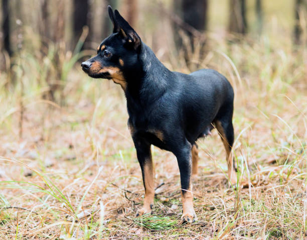 istock Little black dog walks in the forest 1205247376