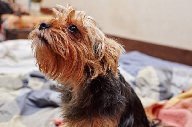 istock Beautiful yorkshire terrier on the bed waiting for play 1205247543
