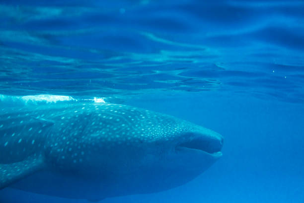 istock Whale Shark swimming along close up 1205248159