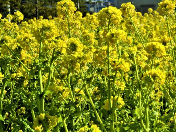 istock February. Japan. Blooming canola field. Close-up 1205248184
