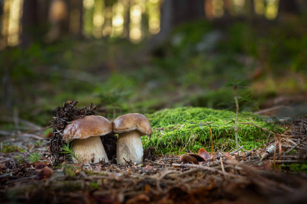 istock Edible mushroom Boletus edulis 1205249194