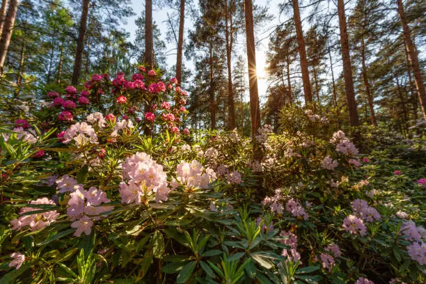 Photo of Sunny day in the blooming rhododendrons park, Finland, Helsinki