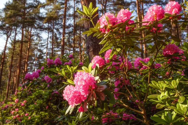 Photo of Beautiful blooming rhododendrons in the park, Helsinki, Finland