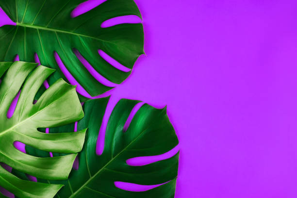 istock Three tropical jungle monstera leaves isolated on purple background. 1205252767